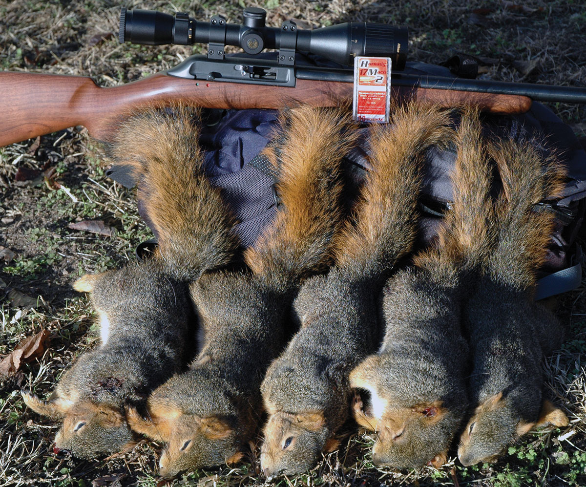 Using a superbly accurate rifle in 17 Mach 2 is a great way to avoid damage to the eating part of small edible game. Layne used a Thompson/Center R55 rifle to make head-shots on these Kansas fox squirrels at just over 100 yards.